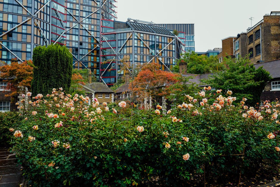 A vibrant urban garden scene featuring a dense bed of blooming pink and peach roses with lush green foliage in the foreground. Behind the rose bed, there are small, traditional cottages with slate roo